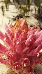 Hyobanche robusta