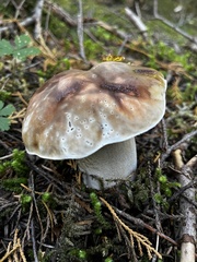 Boletus edulis