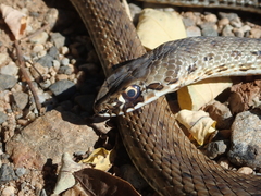 Malpolon monspessulanus