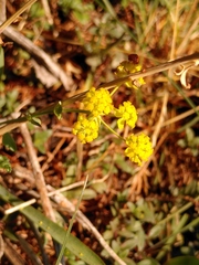 Bupleurum ranunculoides