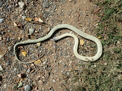 Malpolon monspessulanus