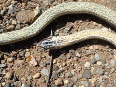 Malpolon monspessulanus