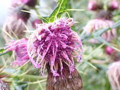 Cirsium tatakaense