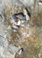 Echinolittorina punctata