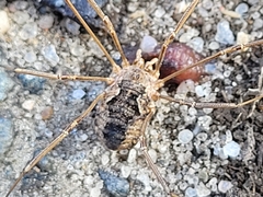 Phalangium opilio