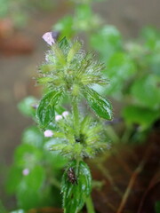 Clinopodium chinense