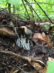 Clavaria fragilis vermicularis