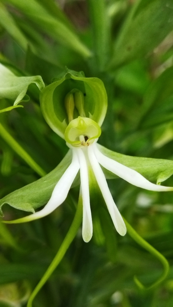 Bonatea speciosa