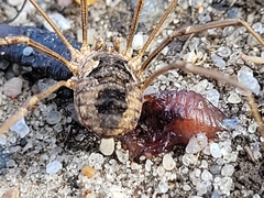 Phalangium opilio