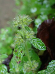 Clinopodium chinense