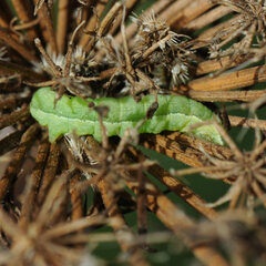 Phlogophora meticulosa