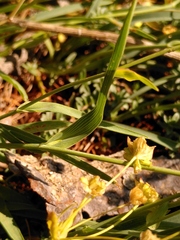 Bupleurum ranunculoides