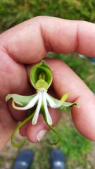 Bonatea speciosa