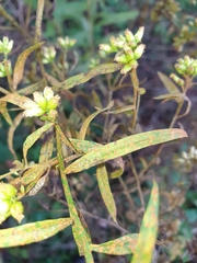 Coleosporium solidaginis