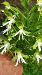Bonatea speciosa