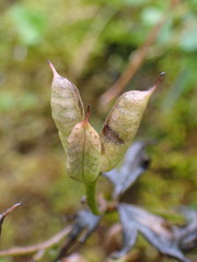 Aconitum formosanum