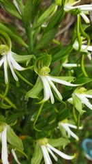 Bonatea speciosa