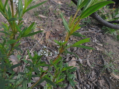 Logania recurva