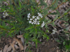 Logania recurva