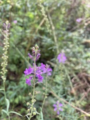 Linaria purpurea