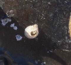 Amphibalanus improvisus