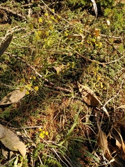 Bupleurum ranunculoides