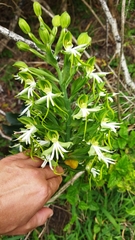 Bonatea speciosa