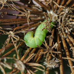 Phlogophora meticulosa