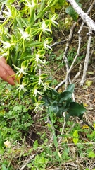Bonatea speciosa