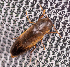 Melandryidae
