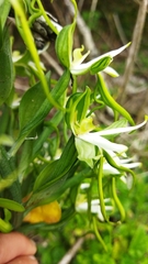 Bonatea speciosa