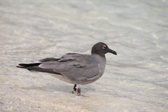 Leucophaeus fuliginosus