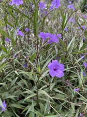 Ruellia simplex
