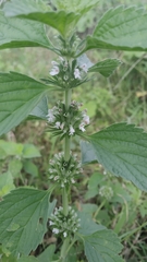 Leucas martinicensis