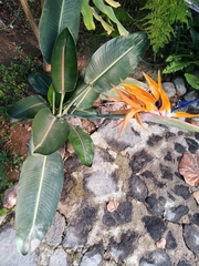 Strelitzia