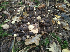 Protostropharia semiglobata