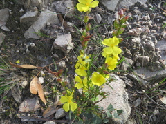Hibbertia virgata