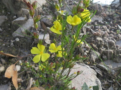 Hibbertia virgata
