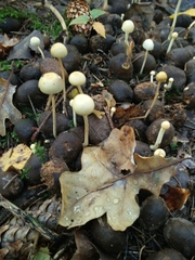 Protostropharia semiglobata