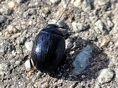 Chrysolina haemoptera