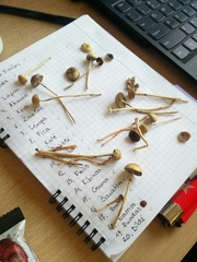 Protostropharia semiglobata