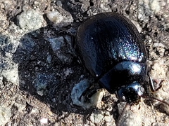 Chrysolina haemoptera