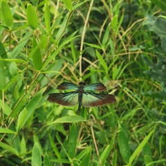 Rhyothemis fuliginosa