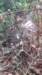Amaryllis belladonna image