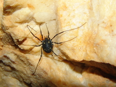 Paranemastoma quadripunctatum