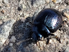 Chrysolina haemoptera
