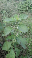 Leucas martinicensis