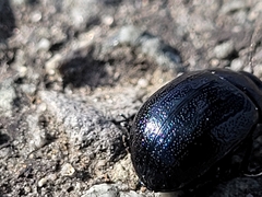 Chrysolina haemoptera