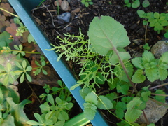Brassica rapa nipposinica