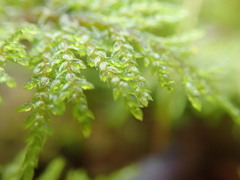 Hylocomium splendens